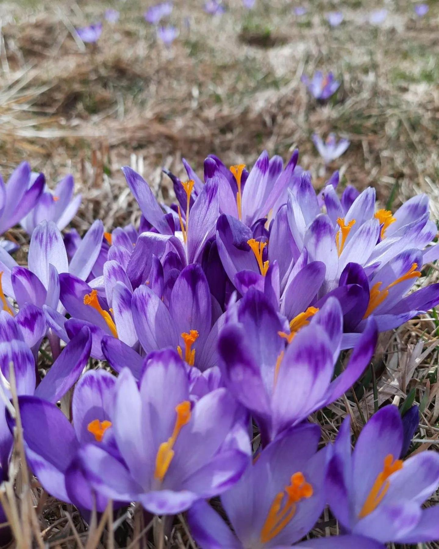 Goralska Chata Przy Dolinie Chocholowskiej Witów Extérieur photo